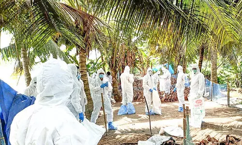 കൂട്ടമായി താറാവുകൾ ചത്തിട്ടും കുറിച്ചുനൽകിയത്​ ​ ൈവറ്റമിൻ ഗുളിക മാത്രം