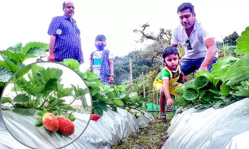വിനോദസഞ്ചാരമേഖല ഉണർവിൽ; വട്ടവടയിലെ സ്‌ട്രോബറി കര്‍ഷകർ പ്രതീക്ഷയിൽ