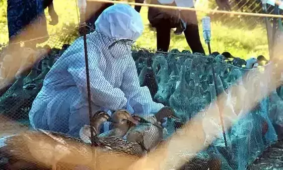 പക്ഷിപ്പനി: നഷ്ടപരിഹാരമില്ല; താറാവുകർഷകർ സമരത്തിന്