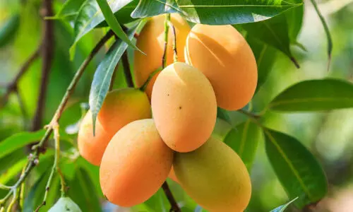 mango