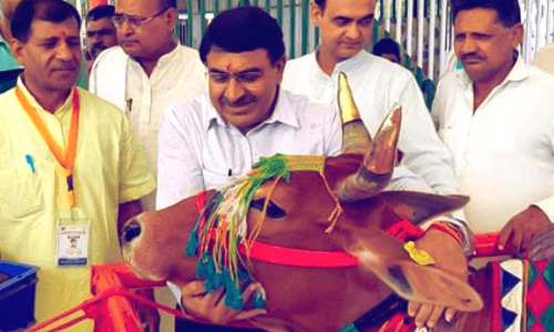 നാടൻ പശുക്കൾക്ക്​ വികാരം കൂടുതൽ, പാലിൽ സ്വർണം; കേന്ദ്രത്തിന്‍റെ പശുശാസ്​ത്ര പരീക്ഷ സിലബസിൽ വിചിത്ര വിവരങ്ങൾ