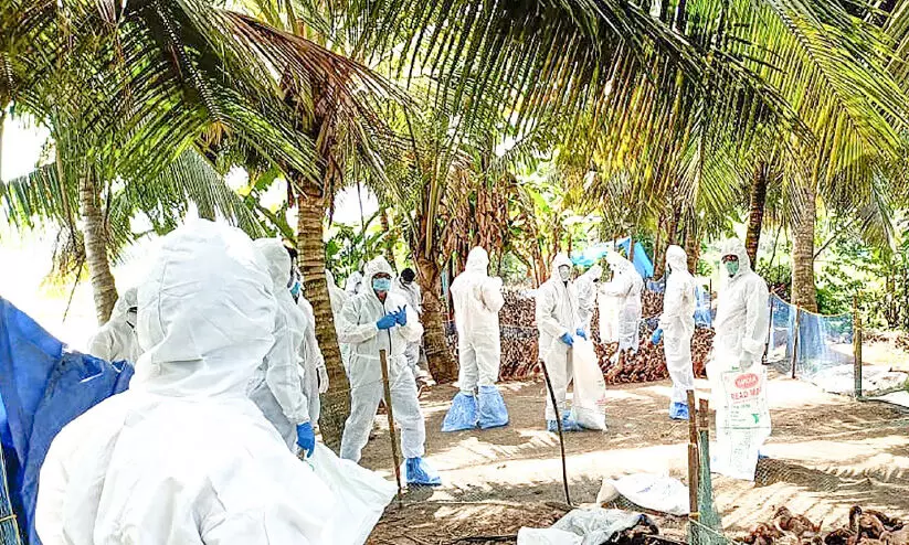 കൂട്ടമായി താറാവുകൾ ചത്തിട്ടും കുറിച്ചുനൽകിയത്​ ​ ൈവറ്റമിൻ ഗുളിക മാത്രം