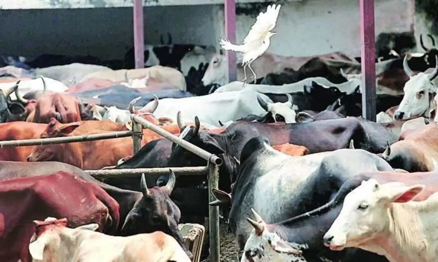 Anaplasmosis in cattle