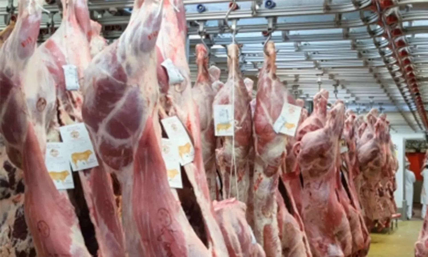 slaughtering representational image