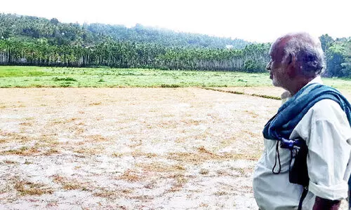 paddy crop destroyed