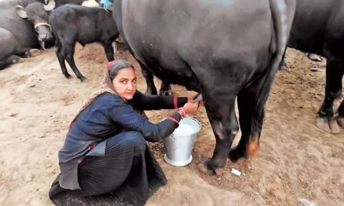 ആരും വിശ്വസിക്കില്ല; ഈ 62കാരി ഒരു കോടി രൂപയുടെ പാലാണ് കഴിഞ്ഞ വർഷം വിറ്റത്