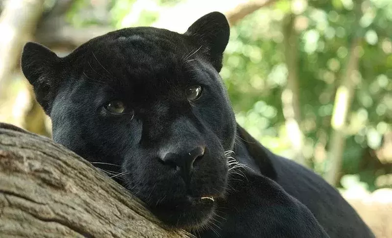 balck panther