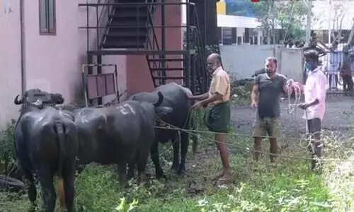 angamaly buffalo
