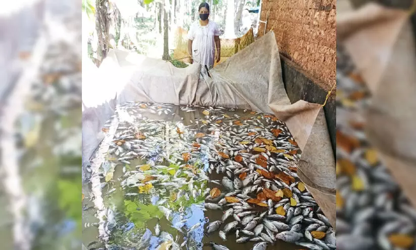 fish killed fish killed