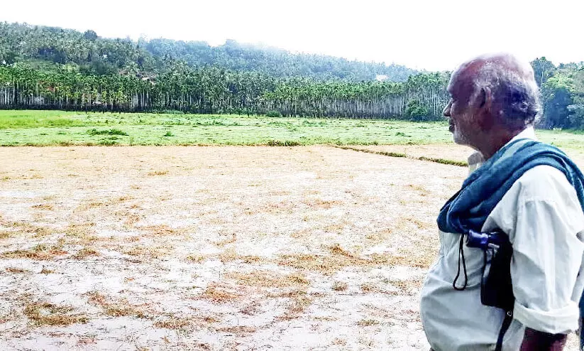 paddy crop destroyed paddy crop destroyed