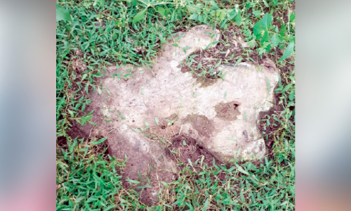 ടെൻഡറി​െൻറ മറവിൽ റെയിൽവേ ഭൂമിയിലെ വൻമരങ്ങൾ മുറിച്ചുകടത്തുന്നു