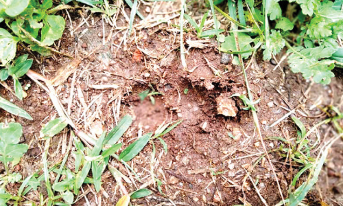 രാമക്കൽമേട്ടിൽ കടുവ ഇറങ്ങിയതായി അഭ്യൂഹം