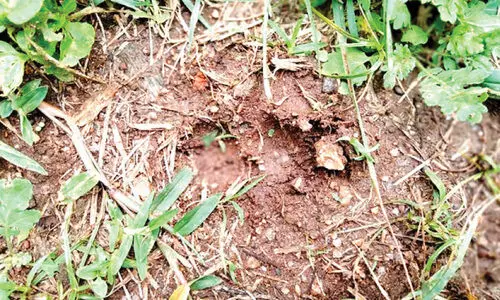 രാമക്കൽമേട്ടിൽ കടുവ ഇറങ്ങിയതായി അഭ്യൂഹം