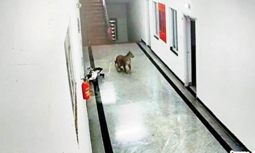 ചാ​മ​രാ​ജ്​ മെ​ഡി​ക്ക​ൽ കോ​ള​ജ്​ ക്വാ​ർ​േ​ട്ട​ഴ്​​സി​ൽ ക​രി​മ്പു​ലി​യെ​ത്തി