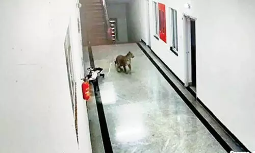 ചാ​മ​രാ​ജ്​ മെ​ഡി​ക്ക​ൽ കോ​ള​ജ്​ ക്വാ​ർ​േ​ട്ട​ഴ്​​സി​ൽ ക​രി​മ്പു​ലി​യെ​ത്തി