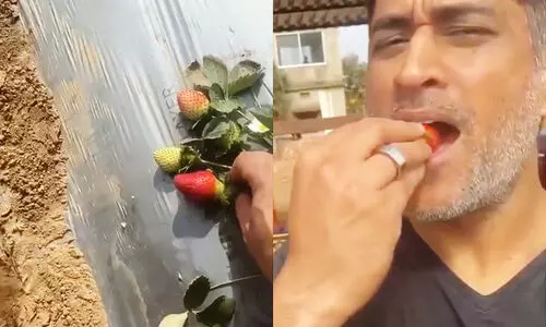 ഞാൻ സ്ഥിരമായി ഫാമിൽ വന്നാൽ മാർക്കറ്റിൽ വിൽക്കാൻ സ്ട്രോബറി മിച്ചം വരില്ല; വൈറലായി ധോണിയുടെ വിഡിയോ