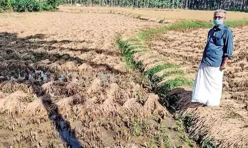 Premature rains: ubiquitous damage