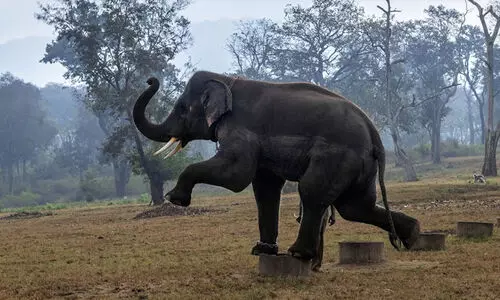 MUDUMALAI TIGER RESERVE