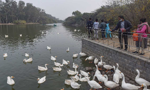 കൂടുതൽ താറാവുകൾ ചത്ത നിലയിൽ; ഡൽഹിയിലെ സഞ്ജയ്​ തടാകം ഇനി അലേർട്ട്​ സോൺ