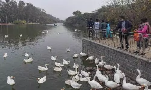 കൂടുതൽ താറാവുകൾ ചത്ത നിലയിൽ; ഡൽഹിയിലെ സഞ്ജയ്​ തടാകം ഇനി അലേർട്ട്​ സോൺ