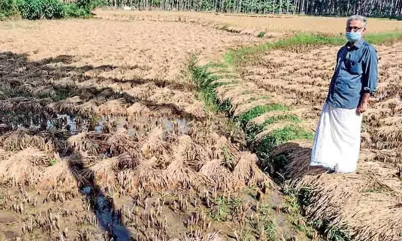 Premature rains: ubiquitous damage Premature rains: ubiquitous damage