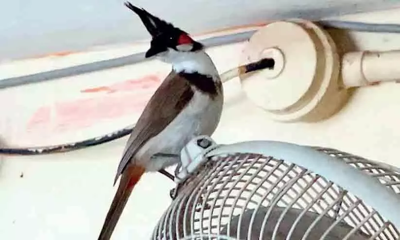 bird in police station bird in police station