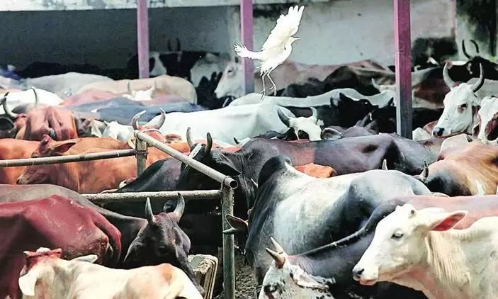 Cows die of fever in vilakkumadam and paika area, farmers worried