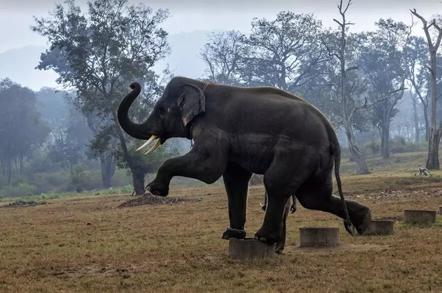 MUDUMALAI TIGER RESERVE