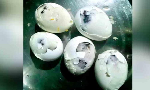 പുഴുങ്ങിയ മുട്ടക്കുള്ളിൽ ചത്ത കോഴിക്കുഞ്ഞുങ്ങൾ