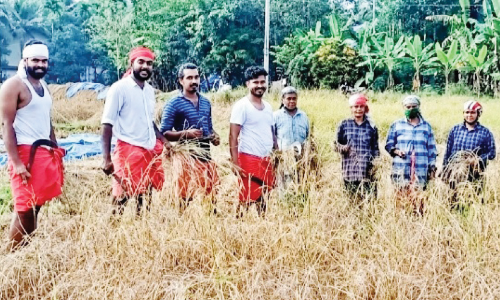 തൊഴിലാളി ക്ഷാമം; കതിരണിഞ്ഞ പാടത്ത് കൊയ്ത്തരിവാളുമായി യുവാക്കൾ
