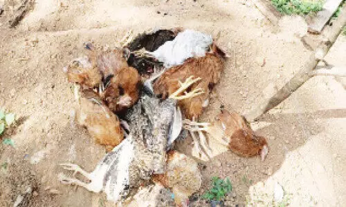 കോഴികൾ കൂട്ടത്തോടെ ചത്തു; പക്ഷിപ്പനി ഭീതി