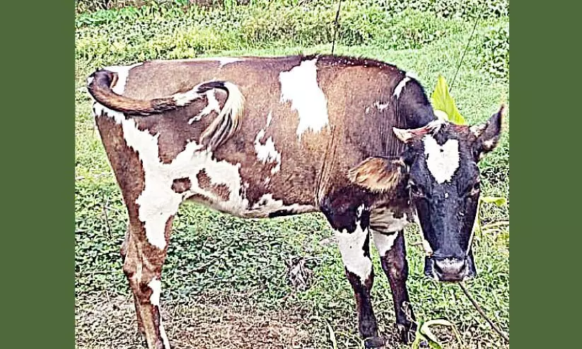 Dermatitis is prevalent in cows