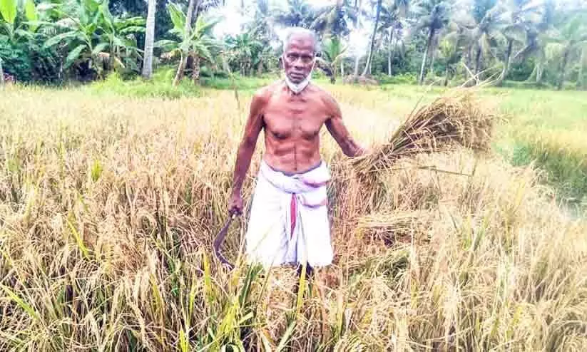 Financial crisis; The farmer harvests the paddy alone