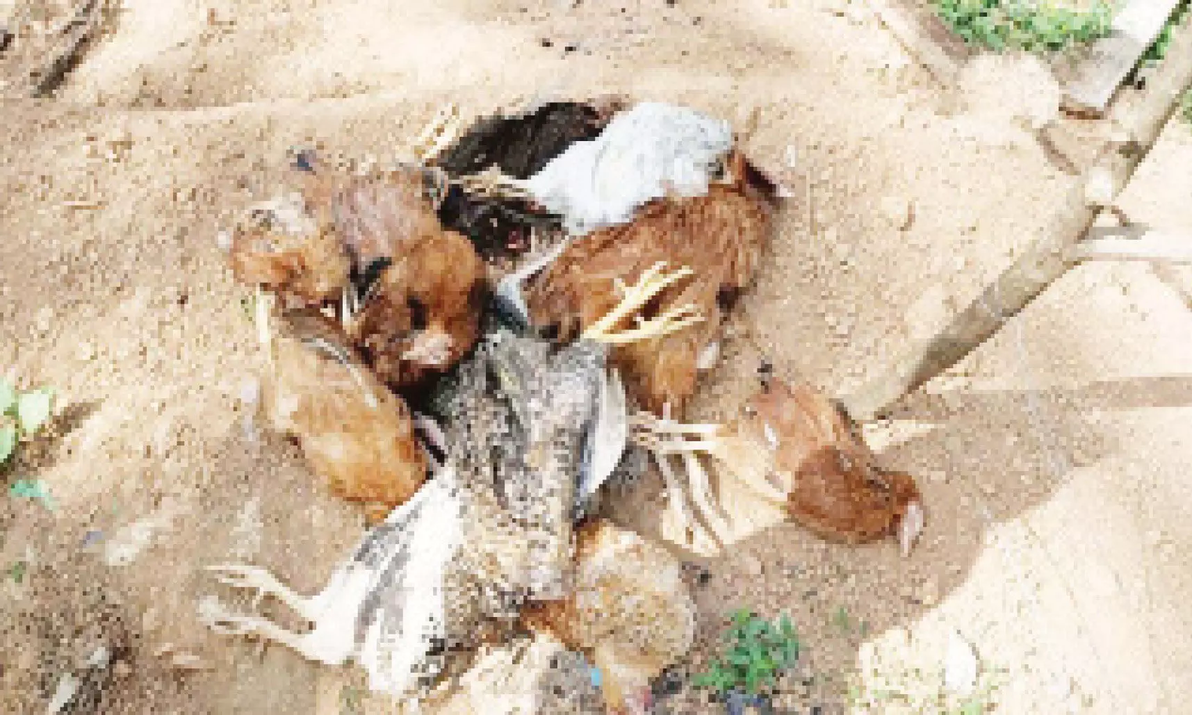 കോഴികൾ കൂട്ടത്തോടെ ചത്തു; പക്ഷിപ്പനി ഭീതി