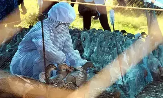 Bird flu vaccine fails; The virus wins