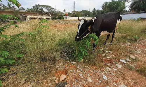 holy faith flat land