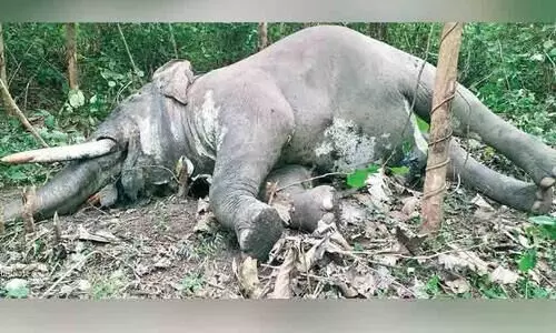 elephant, padukka forest