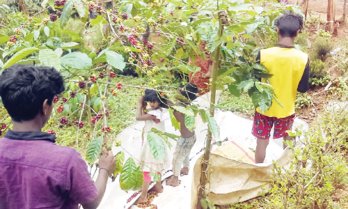 കാപ്പി വിളവെടുപ്പ്: പഠനം നിർത്തി കുട്ടികൾ തോട്ടങ്ങളിലേക്ക്