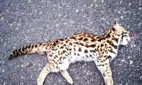 The tiger cub died in an unidentified vehicle collision in Marayoor