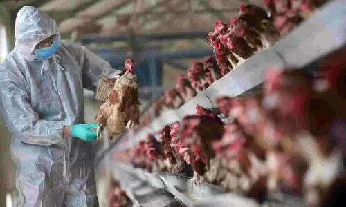 avian flu in 9 states