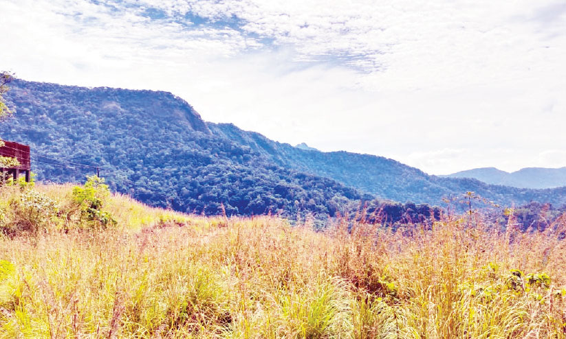 ഏലപ്പീടിക ഗ്രാമത്തിലെ പുൽമേടിന് സാമൂഹികവിരുദ്ധർ തീയിട്ടു ഏലപ്പീടിക ഗ്രാമത്തിലെ പുൽമേടിന് സാമൂഹികവിരുദ്ധർ തീയിട്ടു