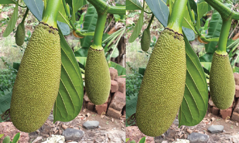 മലയാളികളുടെ ഇഷ്ടഭോജ്യമായ ചക്കക്കാലം വരവായി മലയാളികളുടെ ഇഷ്ടഭോജ്യമായ ചക്കക്കാലം വരവായി
