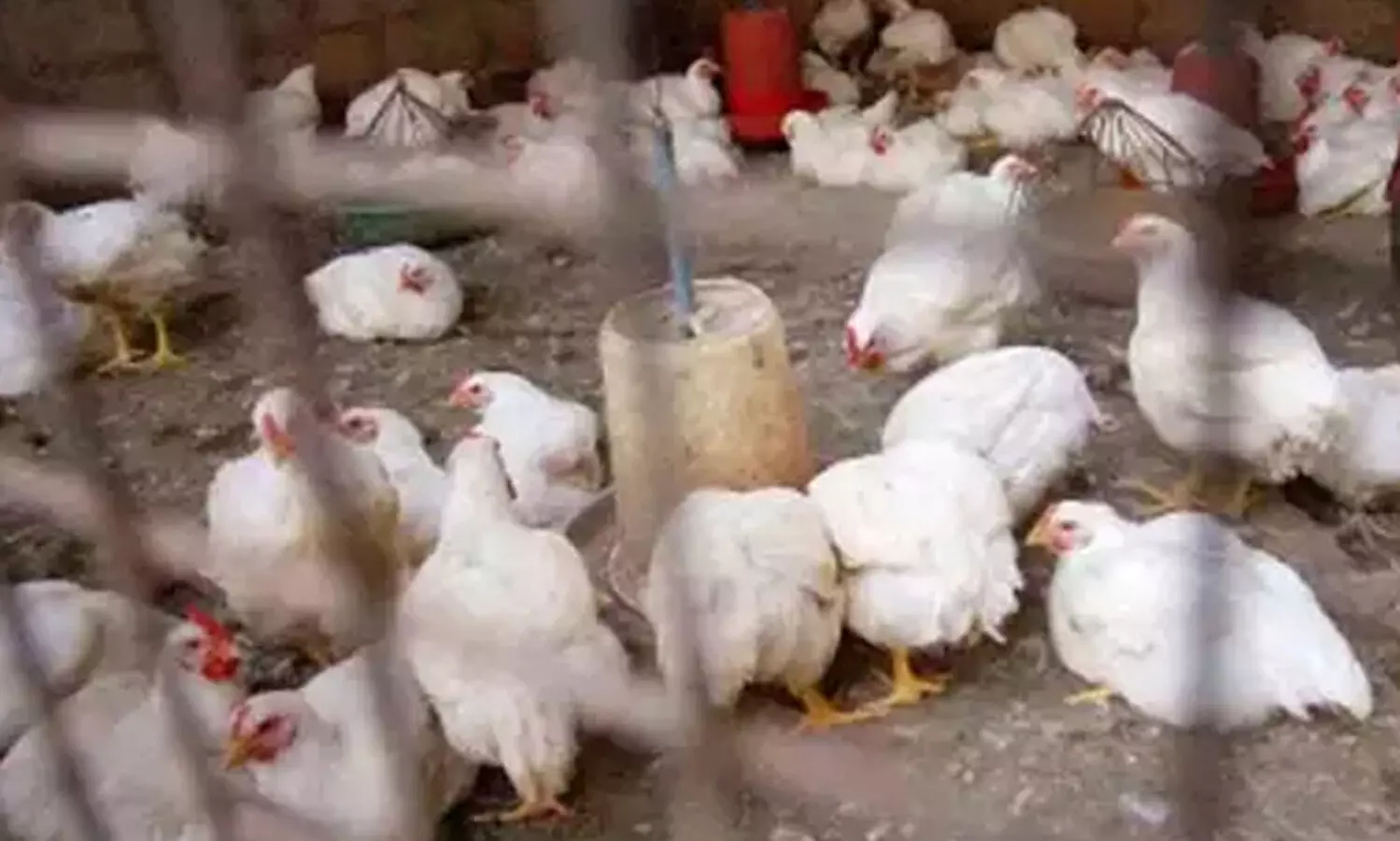 കോഴികൾ കൂട്ടത്തോടെ ചാകുന്നതിന് കാരണം അണുബാധ