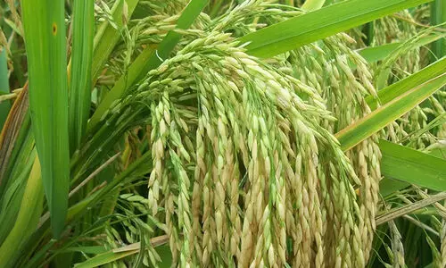 നെ​ല്ല് സം​ഭ​ര​ണം: ക​ർ​ണാ​ട​ക നെ​ല്ലും ക​യ​റ്റി​പ്പോ​കാ​ൻ സാ​ധ്യ​ത