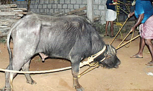 അറവുശാലയിൽനിന്ന് വിരണ്ടോടിയ പോത്തിനെ രണ്ടാഴ്ചക്കുശേഷം പിടികൂടി