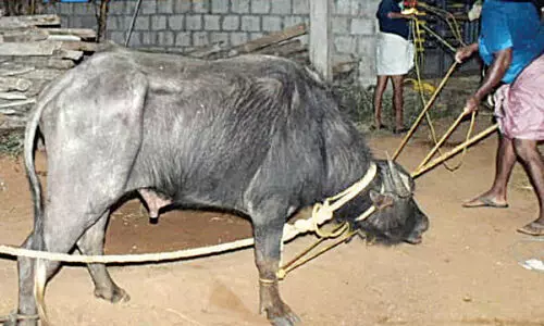 അറവുശാലയിൽനിന്ന് വിരണ്ടോടിയ പോത്തിനെ രണ്ടാഴ്ചക്കുശേഷം പിടികൂടി