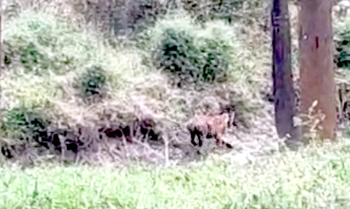 പുൽപള്ളിയിൽ ഭീതി വിതച്ച കടുവക്ക്​ മയക്കുവെടിയേറ്റു; പിടികൊടുത്തില്ല