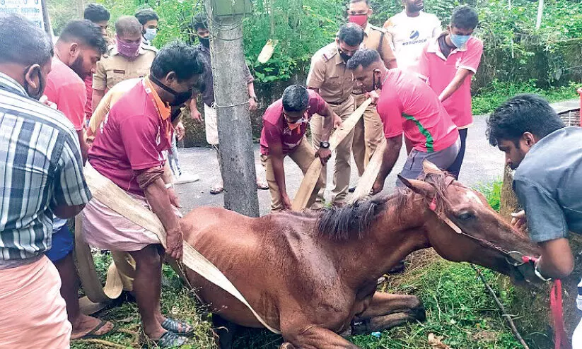 horse rescued