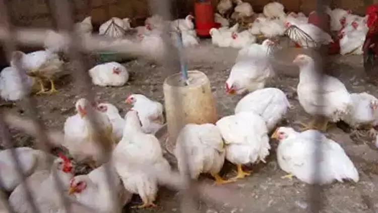 കോഴികൾ കൂട്ടത്തോടെ ചാകുന്നതിന് കാരണം അണുബാധ