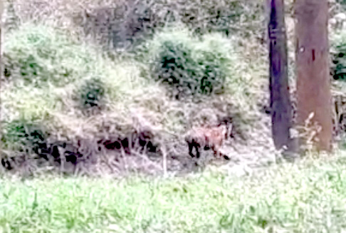 പുൽപള്ളിയിൽ ഭീതി വിതച്ച കടുവക്ക് മയക്കുവെടിയേറ്റു; പിടികൊടുത്തില്ല പുൽപള്ളിയിൽ ഭീതി വിതച്ച കടുവക്ക് മയക്കുവെടിയേറ്റു; പിടികൊടുത്തില്ല